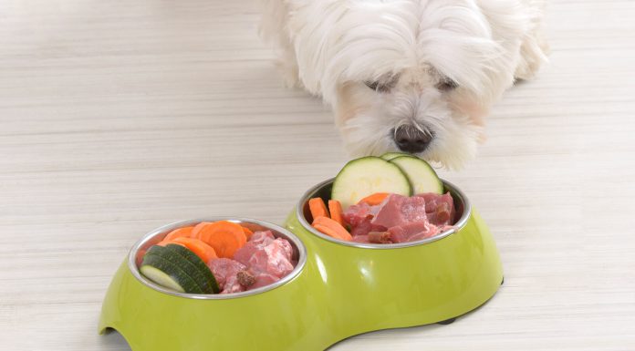 Raw Meat Diet Benefits For Dogs